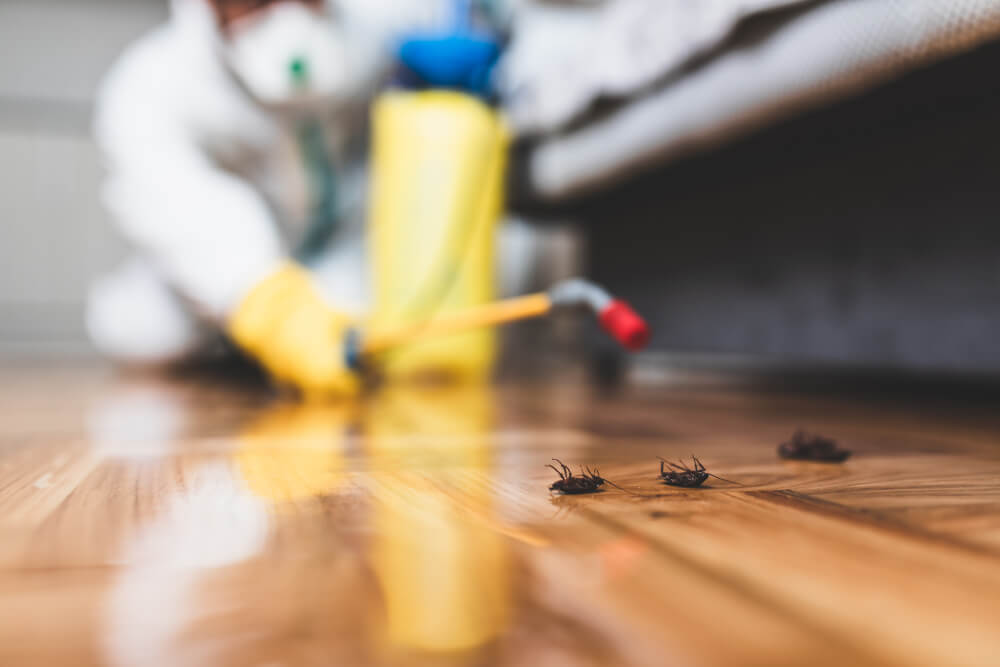 Pest-Free Living. DIY Solutions for Common Household Pests